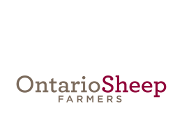 Ontario sheep